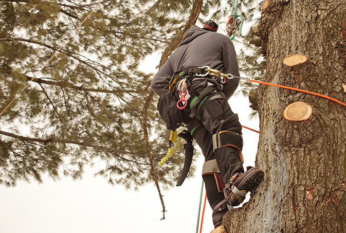 Northshore Tree Services Inc. employee trimming a tree