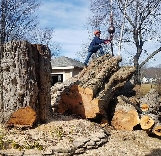 Northshore Tree Services Inc.: Tree health in North Andover, Haverhill and North Reading