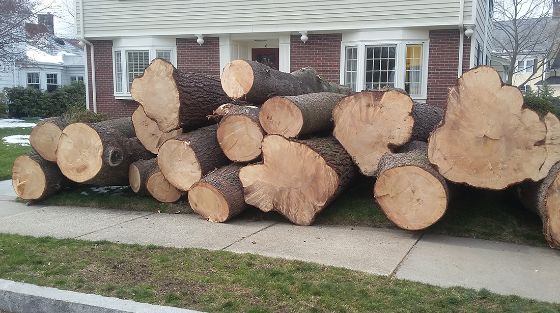Northshore Tree Services Inc.: Emergency tree removal in Boston, Dorchester and Dedham