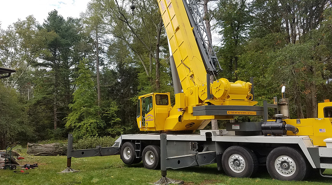 Northshore Tree Services Inc.: Tree cabling and bracing in North Andover, Haverhill and North Reading